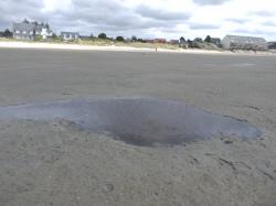 Rejet sur la plage 1