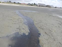 Rejet sur la plage 2